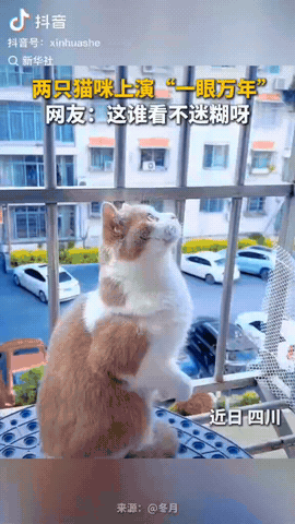 四川，一女子发现自家猫咪抬着头，好像在看什么，于是她顺着猫咪的视线看过去，结果发