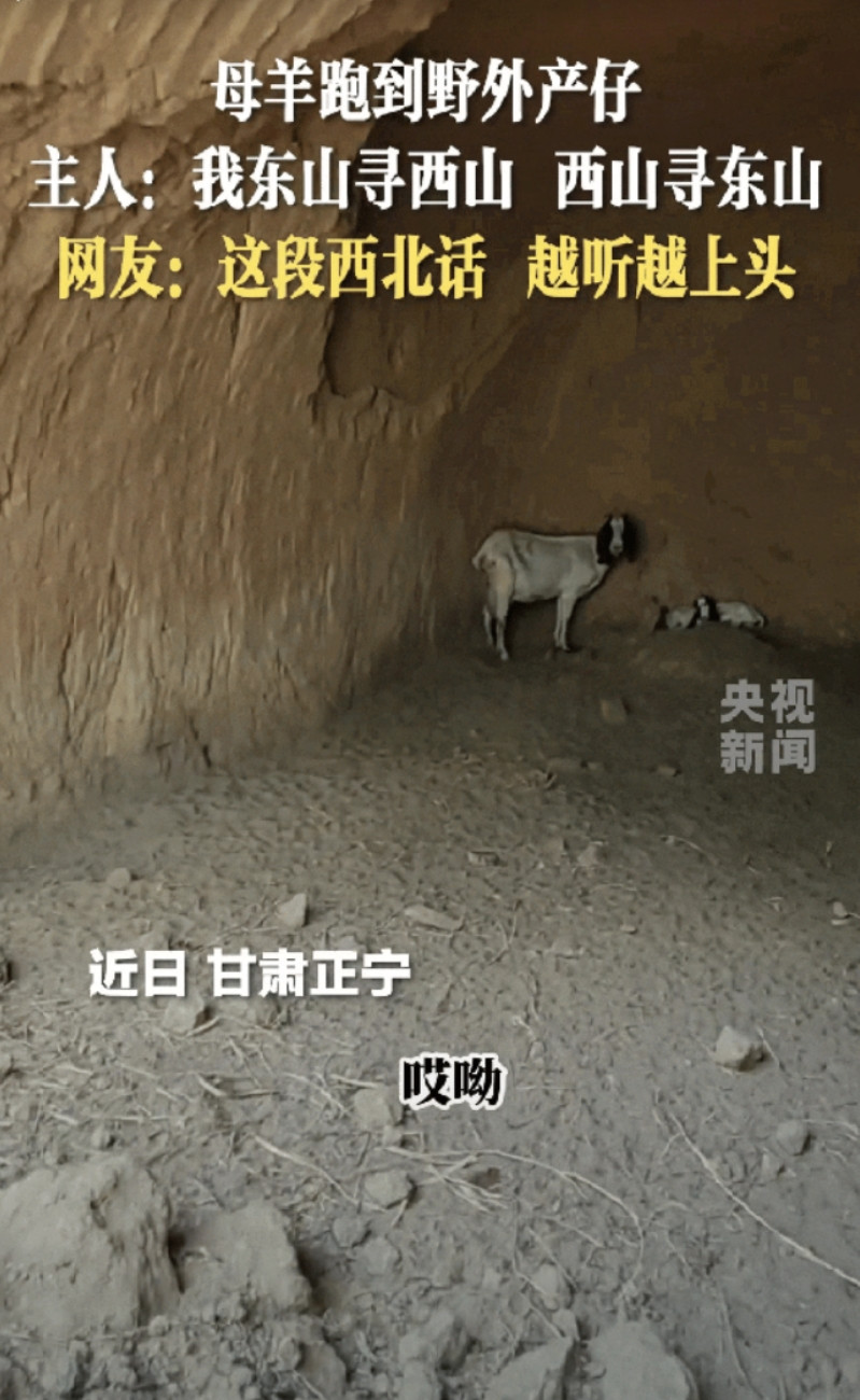 这句西北话“火”到了央视！甘肃正宁，一头即将临盆的母羊走丢了，结果它在一处废