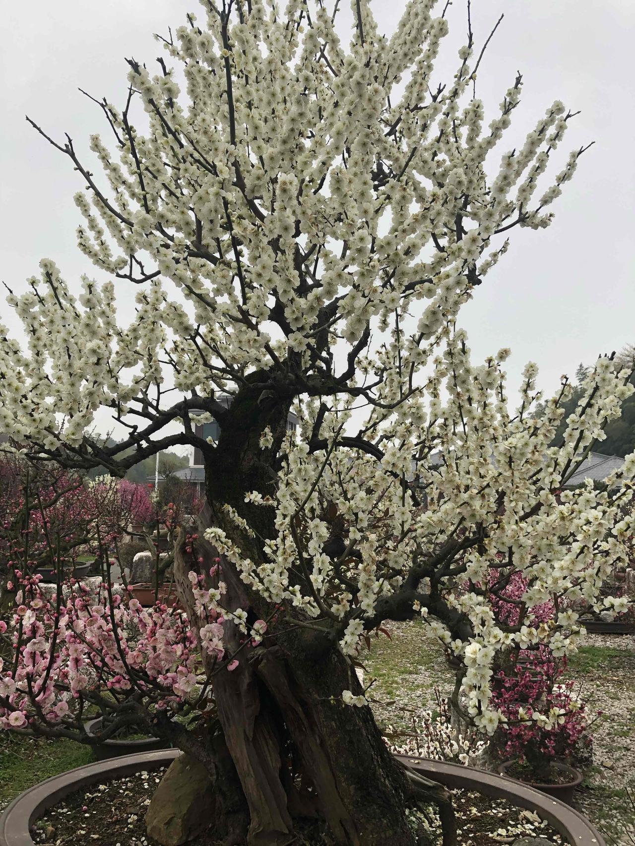 学过摄影的人，拍岀来的照片就是不一样[大笑]