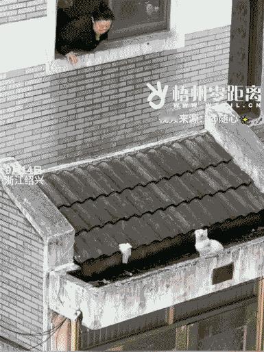 “这老两口火了！”浙江绍兴，一对老人冒险趴在二楼窗户，只为了救流浪猫，视频里