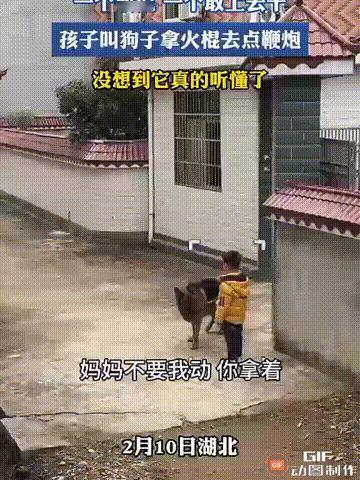 这估计是全网最胆大的狗了！湖北一个男孩想要放鞭炮，但是妈妈怕有危险，不允许他自己