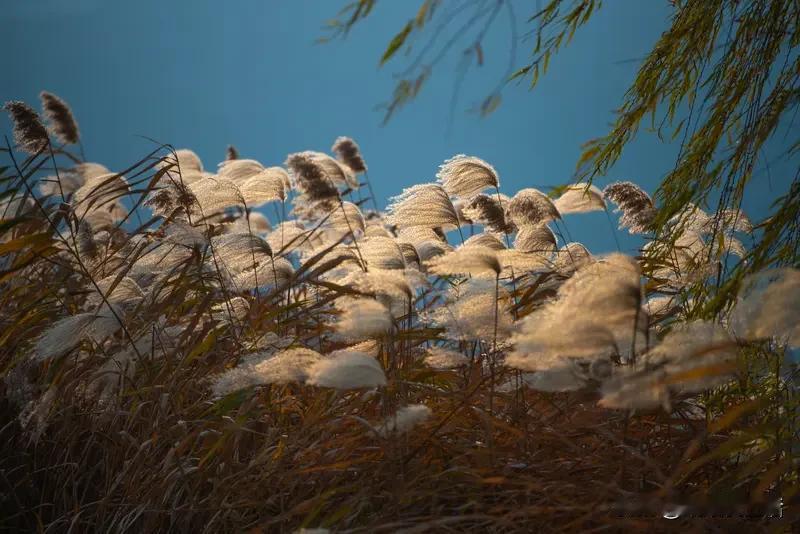 上联：夏雨荷花艳，下联才子请秋风芦花飞！