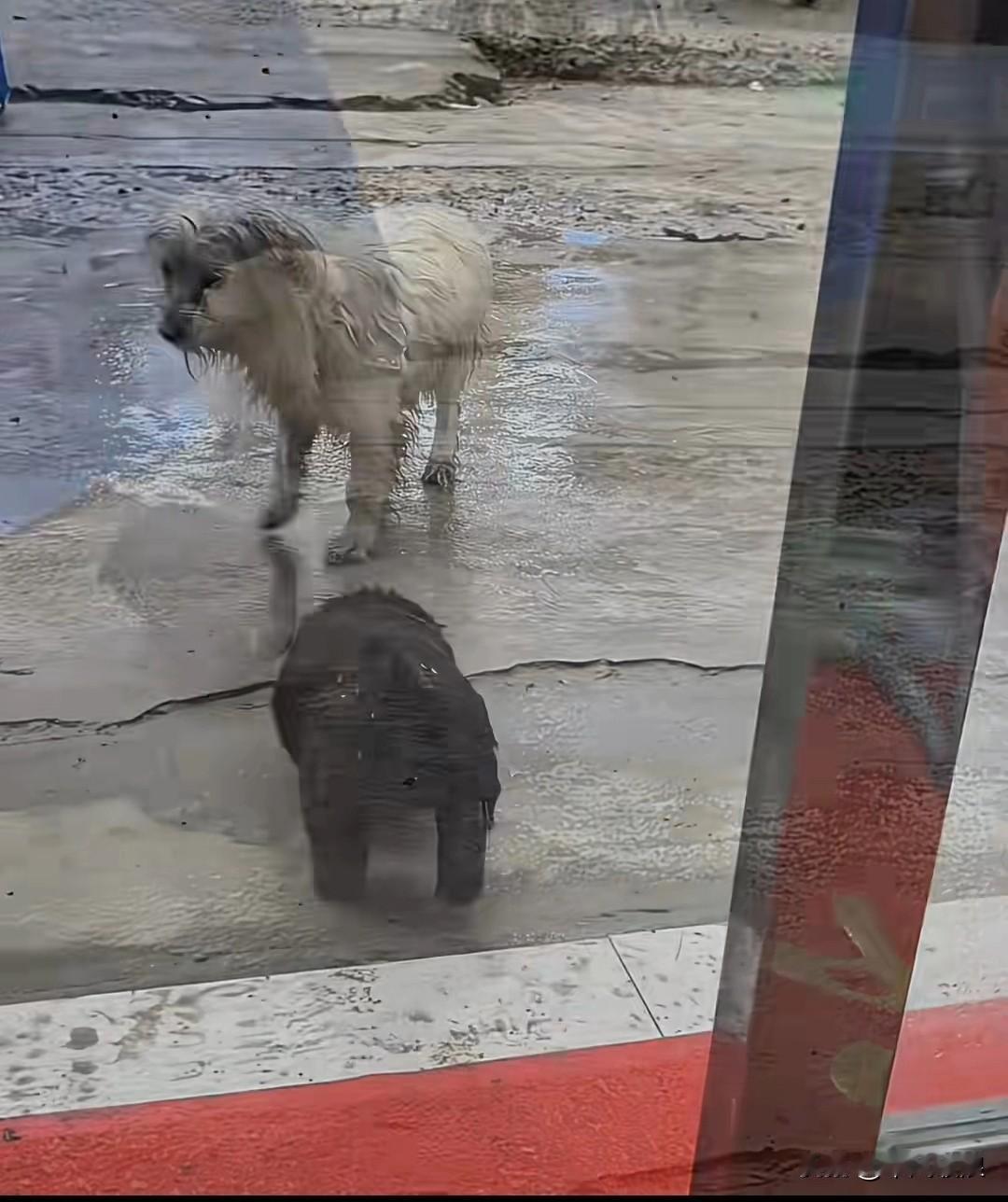 大冬天了，流浪狗妈妈知道自己养活不了孩子，为了孩子不跟着自己受冻埃饿，决定带着孩