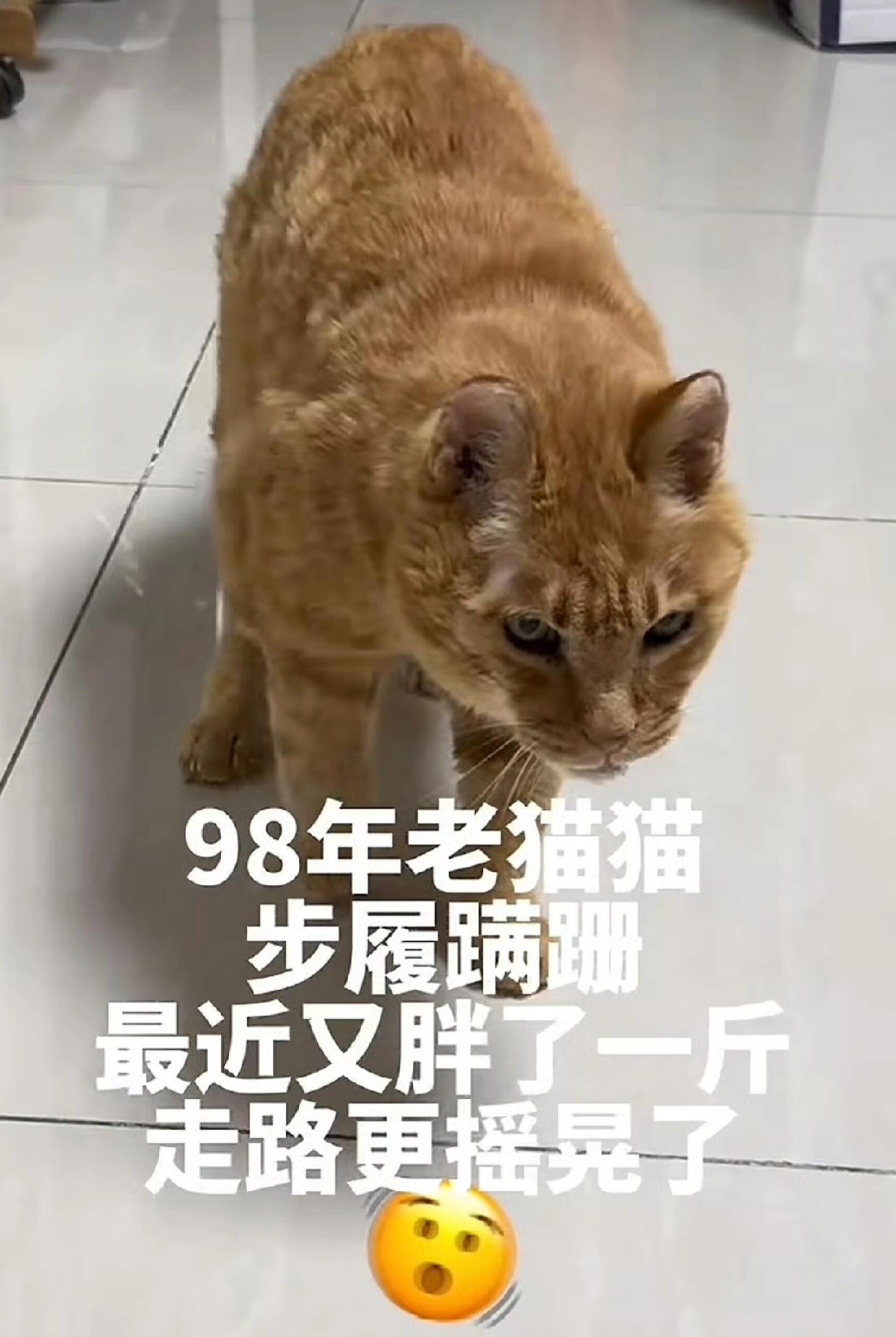 98年出生的老爷猫去世5.1398年出生的老爷猫去世事实：曾经引发全网热议的长