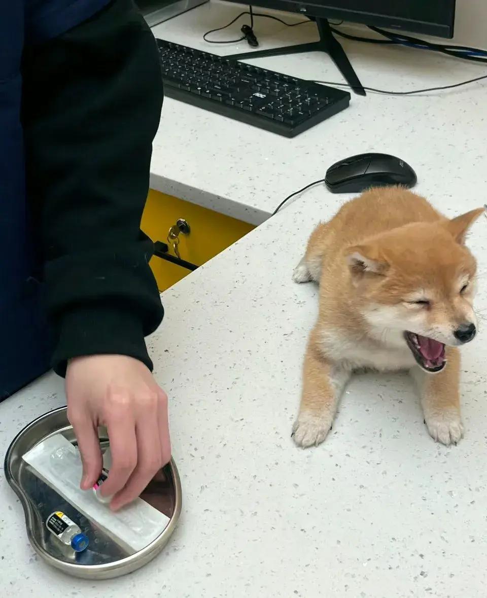 小狗去打针还没开始打就已经开始大喊大叫了当看到医生是帅哥后立马变脸主动跟人家贴贴