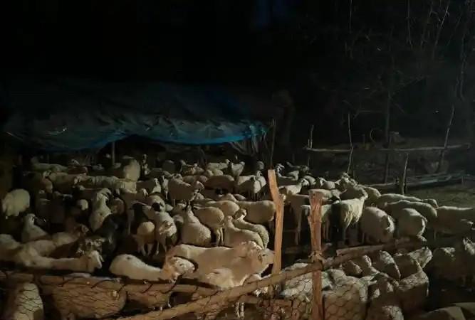 “冤不冤？”新疆，一男子躺在自家羊圈旁的拖拉机车斗内睡觉。凌晨时分，听到动静，起