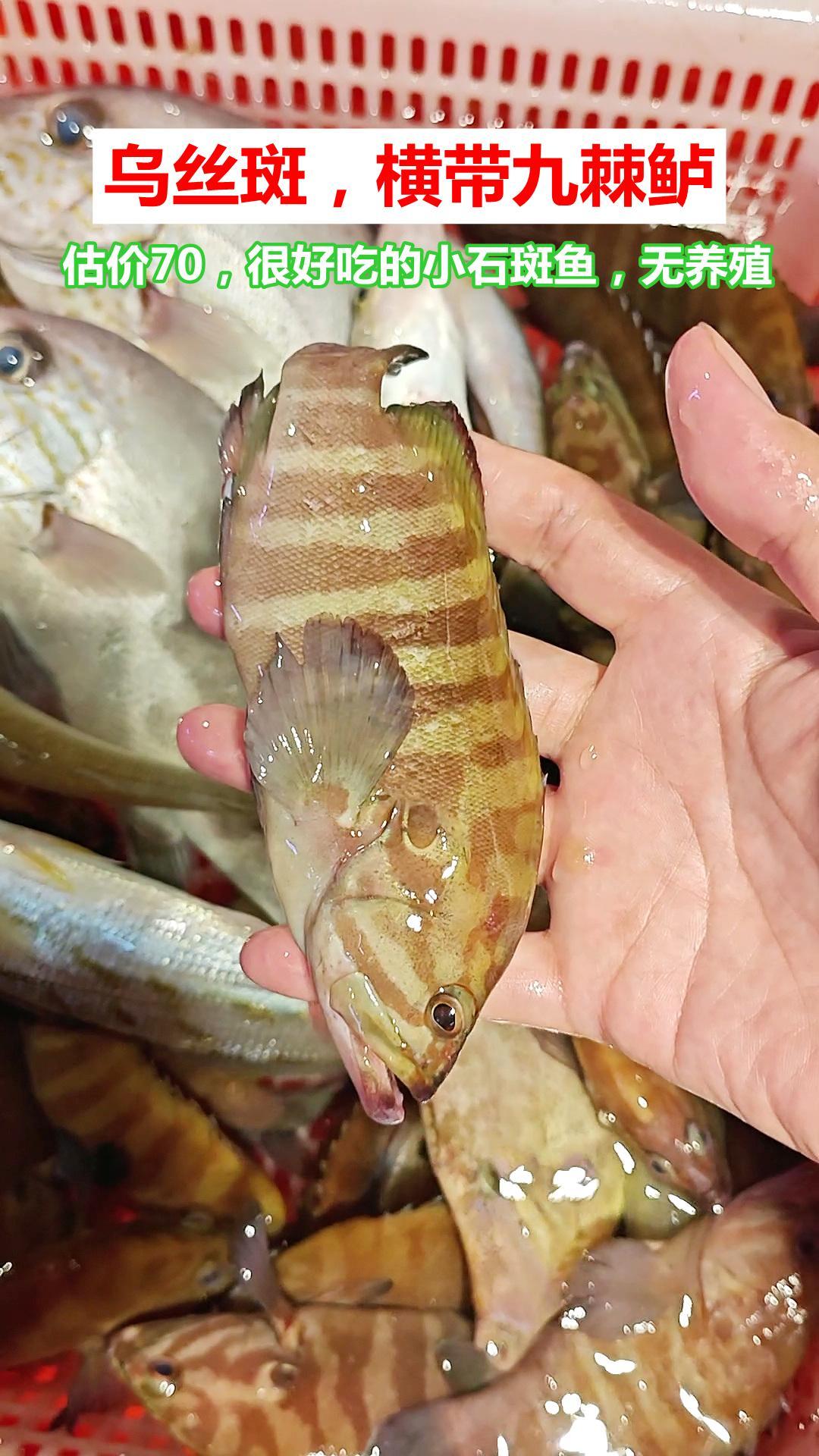 湛江摸鱼：6种石斑鱼，5个有养殖逃逸嫌疑1、当天很多乌丝斑，横带九棘鲈，估价