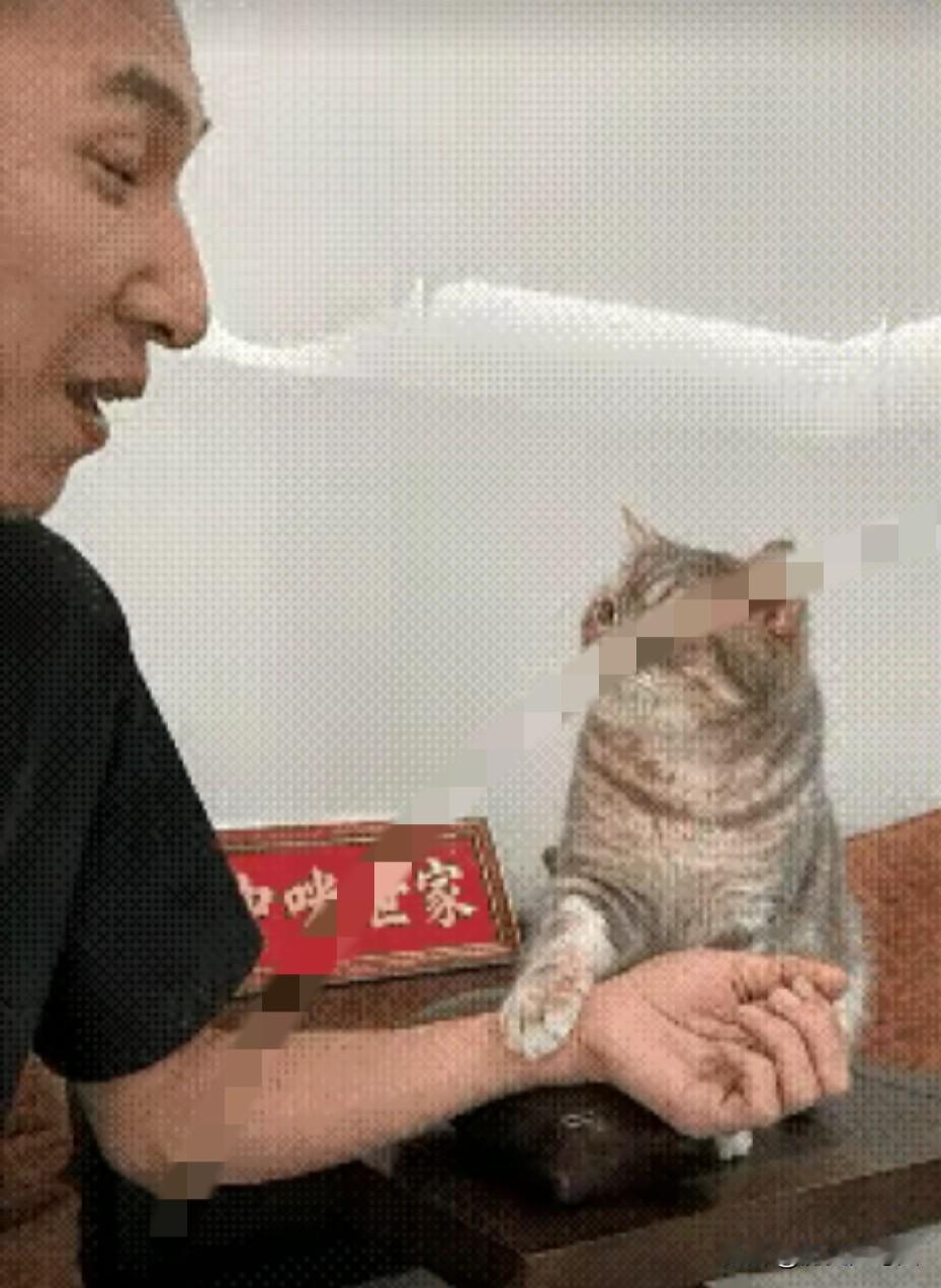 老中医养了一只猫咪，每天看着他给别人把脉，有时候竟然也想把爪子往人家手臂上伸。老