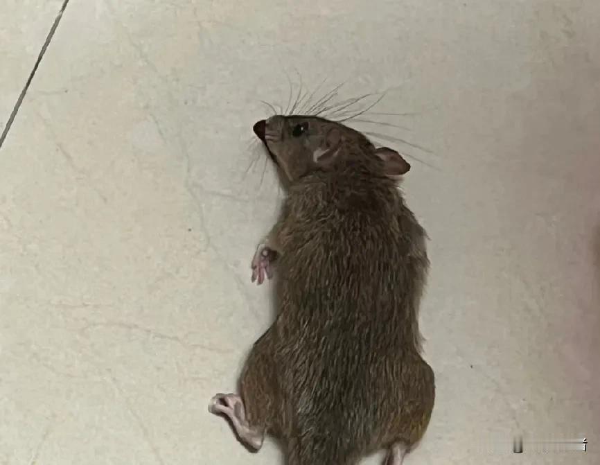 今天是第三次流浪猫把老鼠叼到我家门口了，坐在客厅听到小猫拍门的声音，我一开门流浪