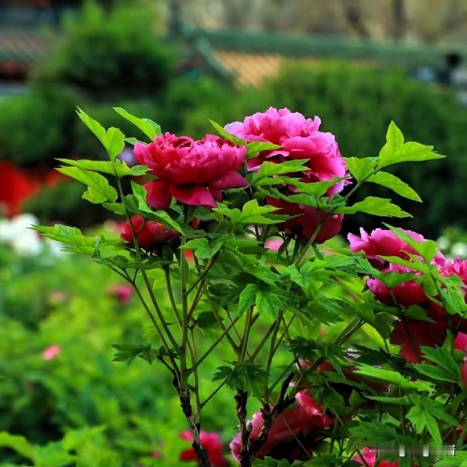 如何应对青春期叛逆的孩子1. 少讲道理，多共情，闭嘴比说教更有用青春期孩