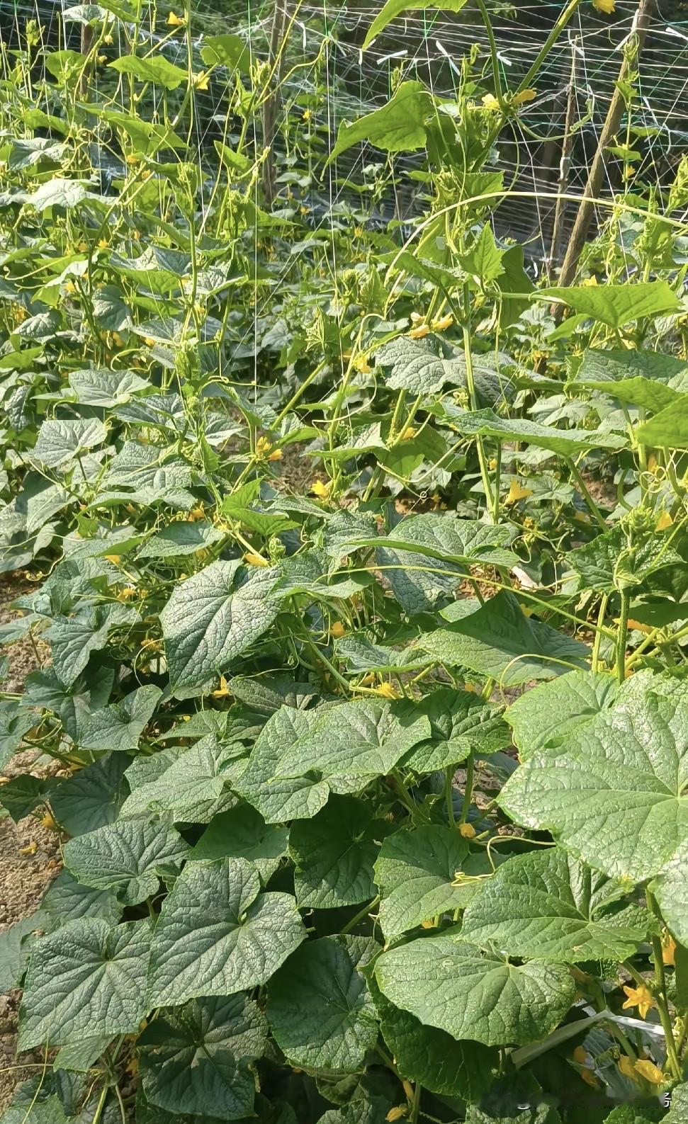 胺鲜酯和芸苔素对比后,哪个更好?胺鲜酯（DA-6）与芸苔素内酯都是高效植物生长