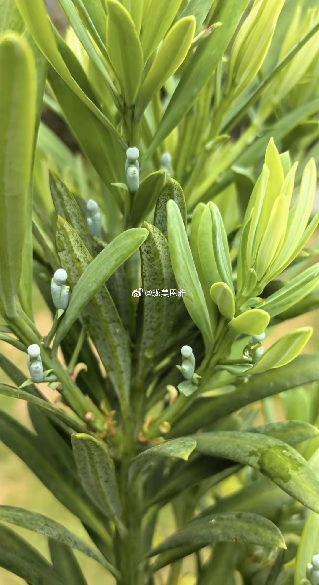 罗汉松就是结的果子像罗汉