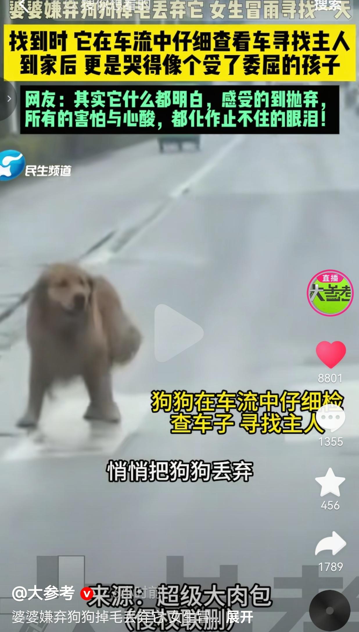金毛被长辈私自丢掉，在车流里苦寻主人，被接回家后委屈落泪一条通人性的金毛，被
