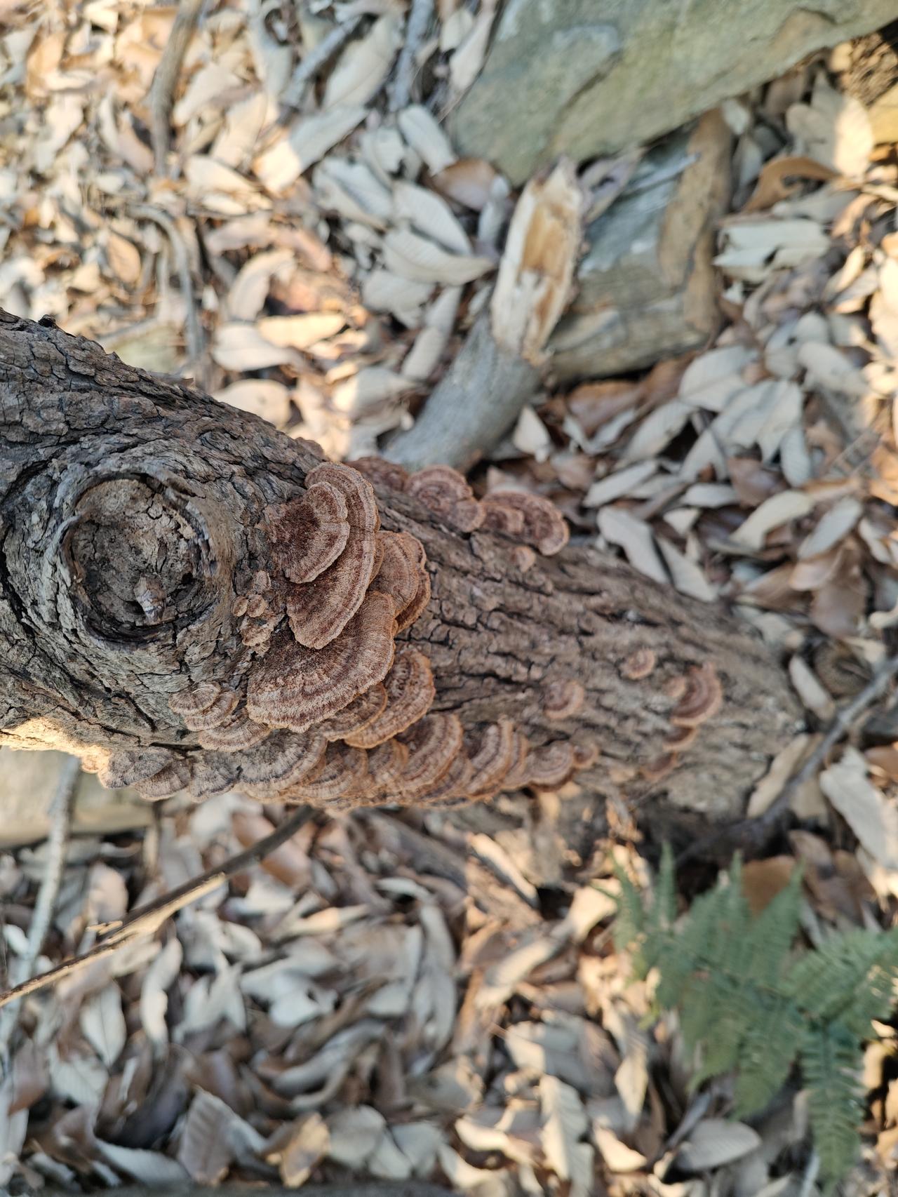 冬日生活打卡季双峰山林区古道中未被发掘的野生云芝。