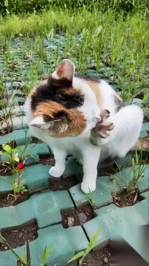 今早刷到律师姐的文章，我手里的猫条突然攥紧了——她说长期喂流浪猫，要是猫伤了