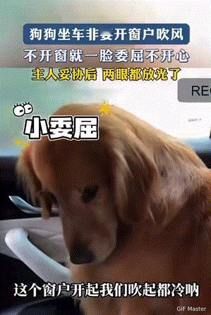 笑不活了！重庆，主人带狗狗外出，它坐车非要开窗户吹风。主人直接教育它：那个窗户开