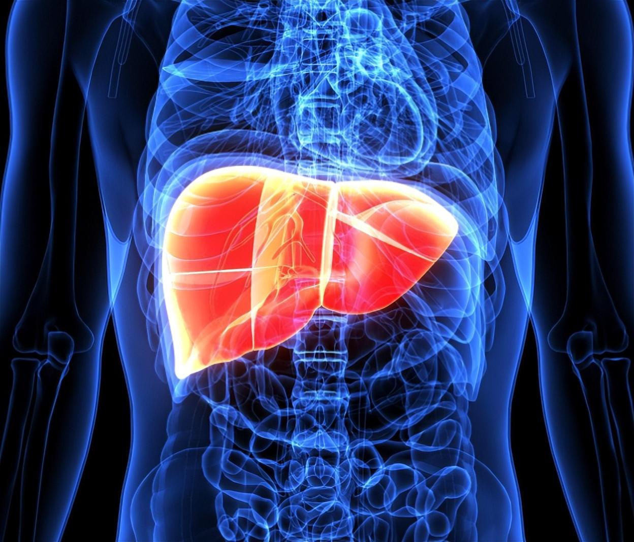 肝硬如石别慌！一碗补肝软肝汤，4味药养出软肝脏中医讲“肝藏血、主疏泄，肝体需