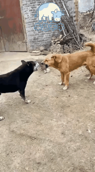 平日里小院鸡犬不和，天天吵得鸡飞狗跳，猫狗斗得不可开交，矛盾怎么都化解不开。