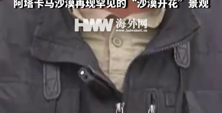 厄尔尼诺作用下 智利再现“沙漠开花”奇观