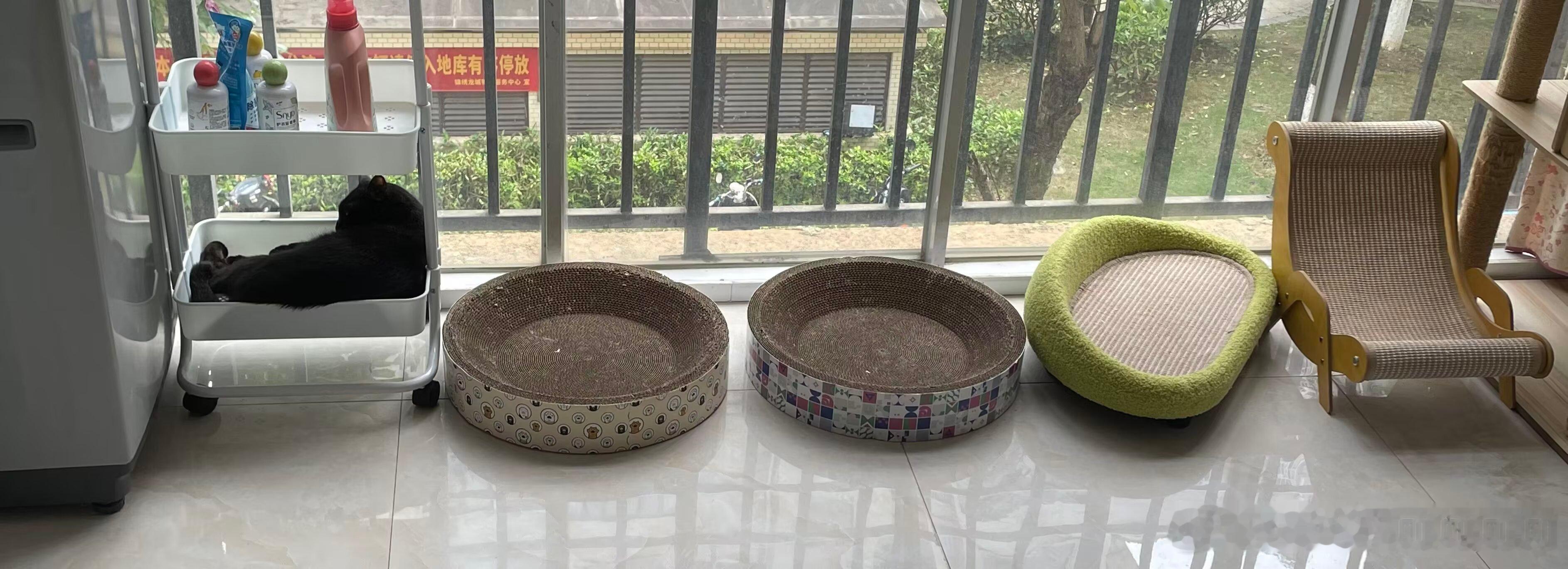 3372有时候我也不懂猫。