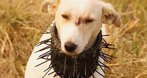 为什么狼群不敢袭击有牧羊犬的羊群？一位牧民解释说，在野外，如果狼攻击牧羊犬，牧羊
