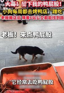 看哭了！5月22日江苏常州，一小狗经常去烤鸭店蹭鸭屁股吃，后来店铺就搬到别的地方