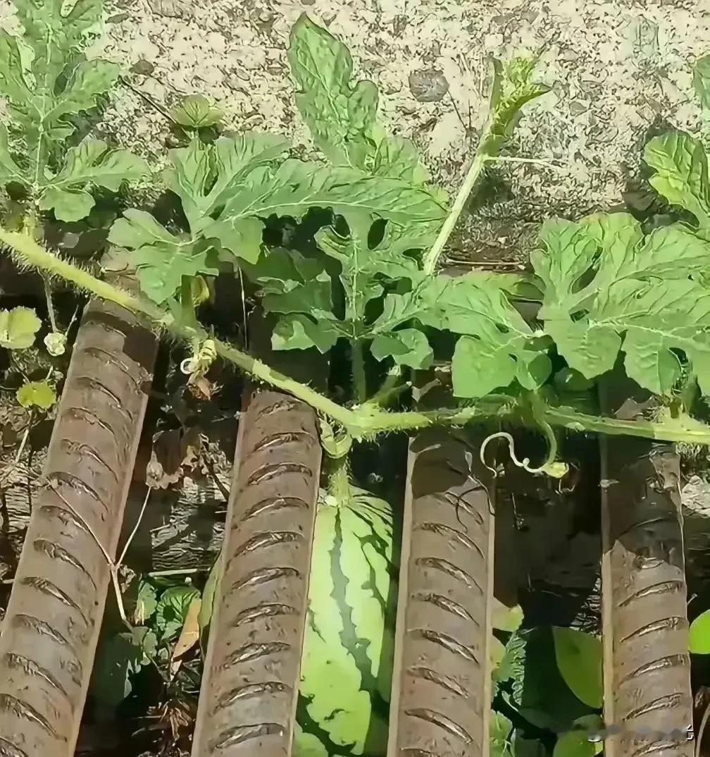 这西瓜，吃它得拆钢筋？主打一个离谱！工地上到个西瓜，长在钢筋缝里，那叫