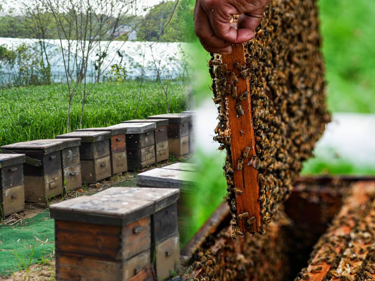 “聪明过头！”湖北一男子，为了提高蜂蜜产量，他竟打起了歪主意，瞅准一户人家门口没