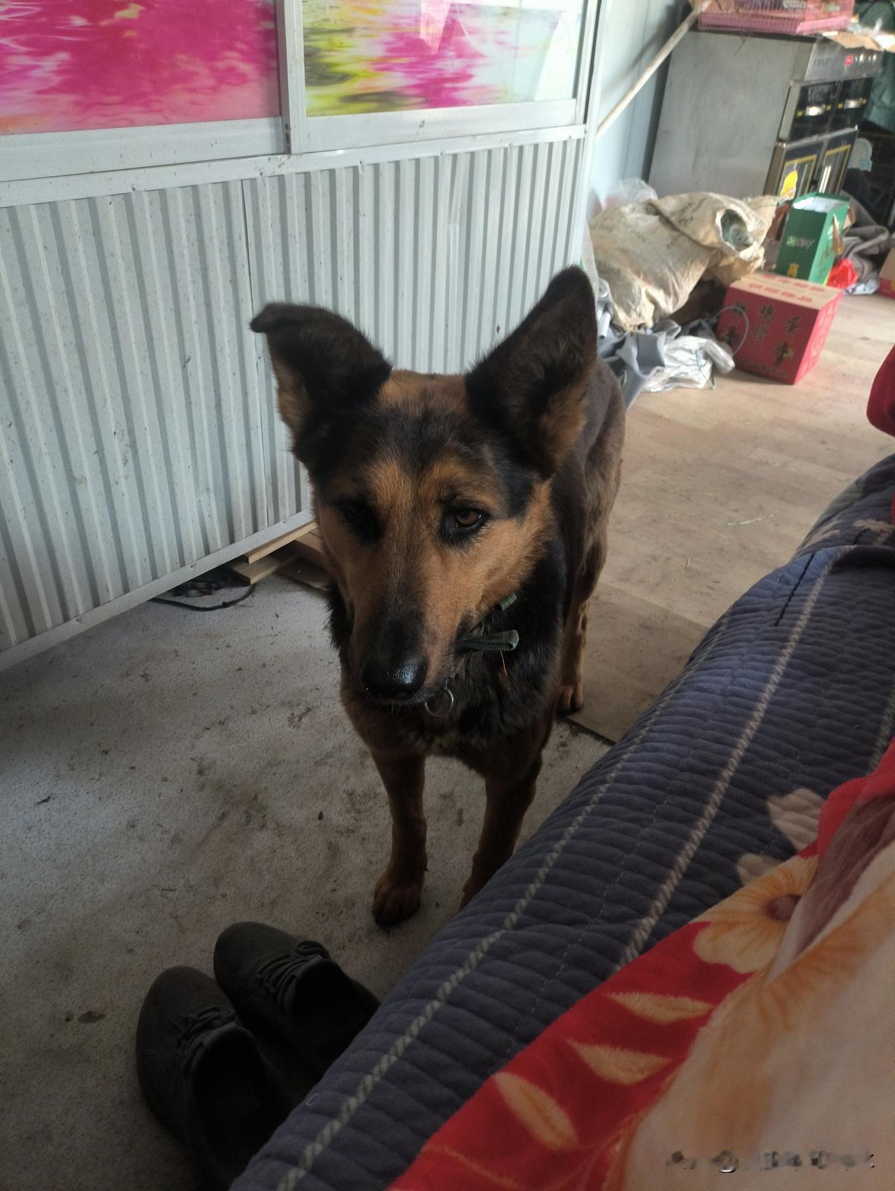 狗狗为什么都惧怕放炮？起初我以为我养的狗惧怕放炮，一打听所有的狗都惧怕放炮。今