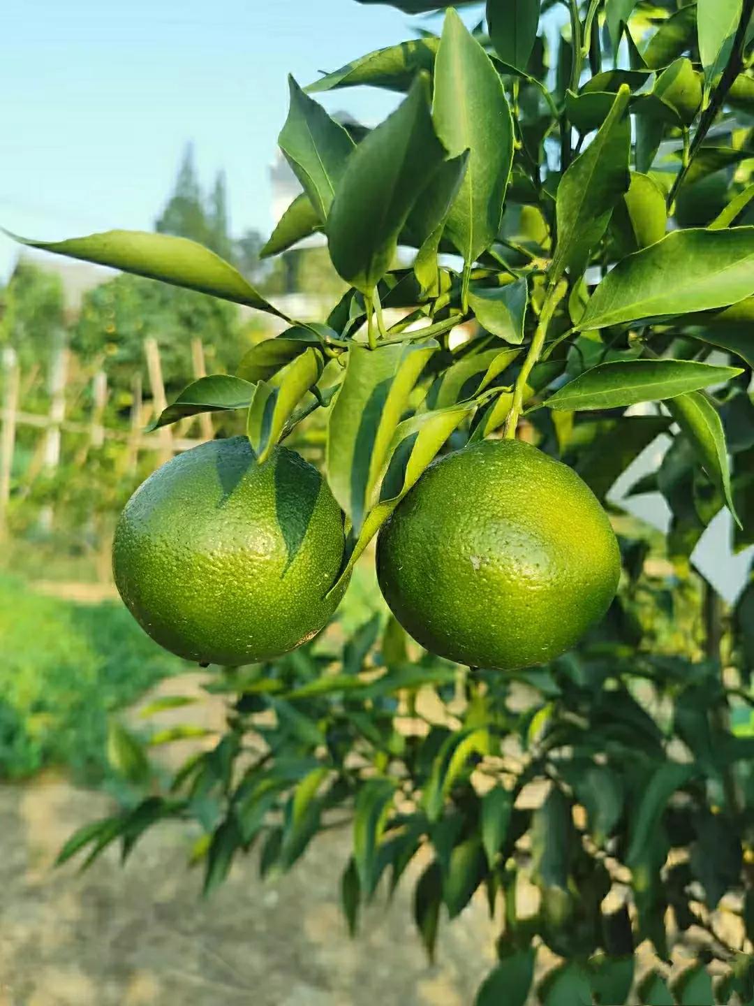 乡间九月，夏天似乎还在，又似乎渐渐消失，田间的风，好似不再像盛夏般黏腻枝头的