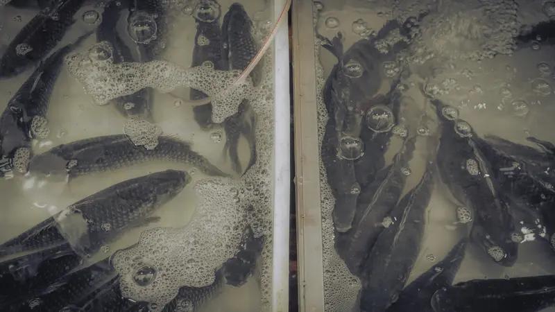 给男人提个醒：女人不主动、不拒绝，意思就两字，别再装不懂真相：“养鱼”很多时