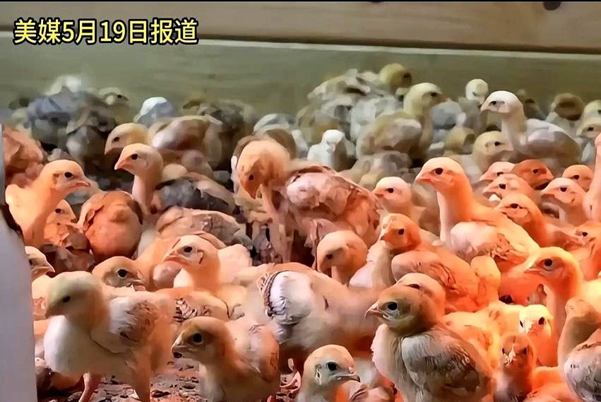 邮政大乌龙，小鸡死伤惨重天呐！这简直是活久见！你敢相信吗