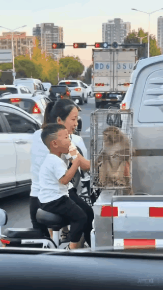 小朋友吃着冰激凌，看着笼子中的小猴子，看着看着，小猴子突然就发威了，也不知道是怎