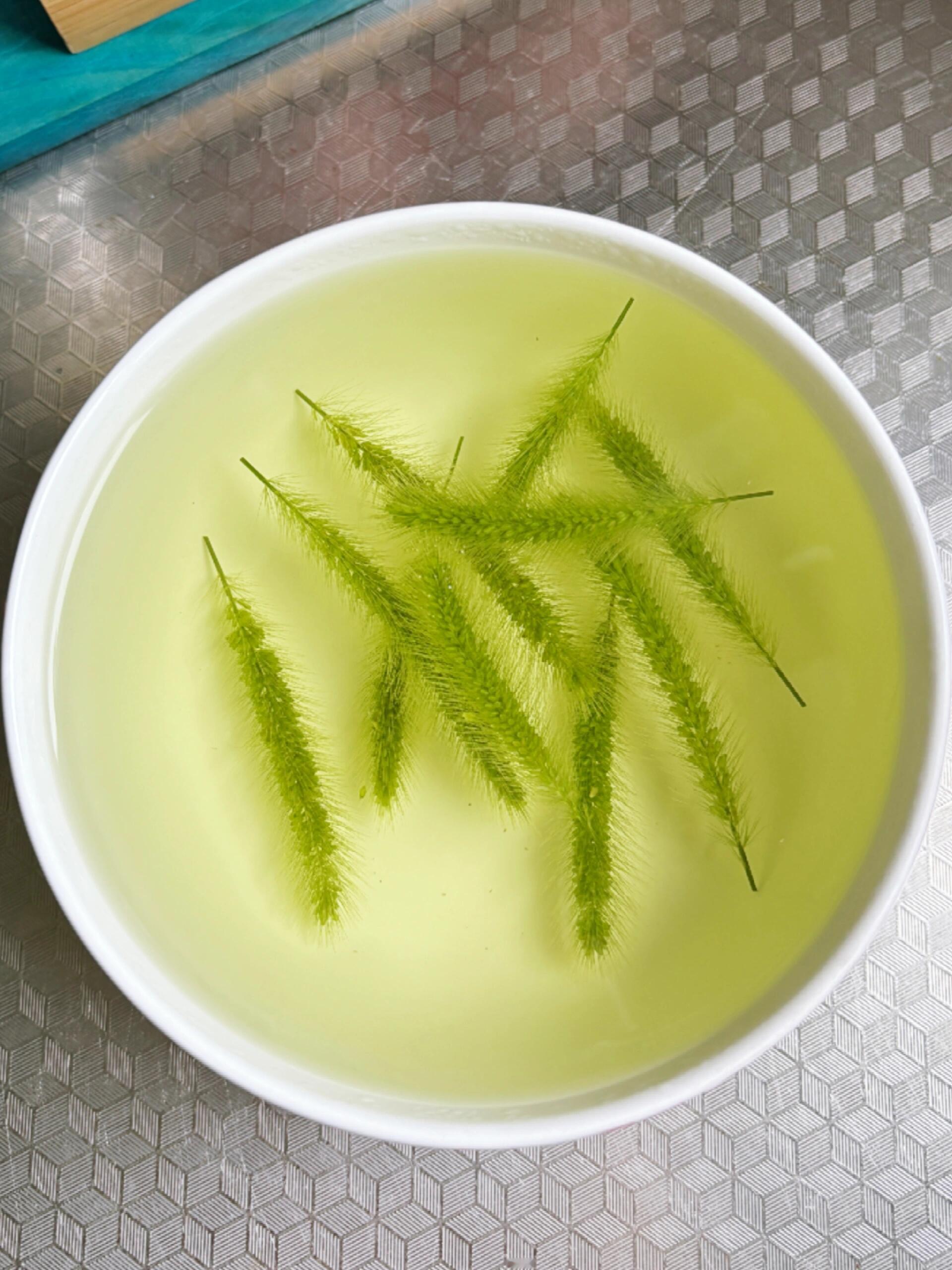 流传百年古法：狗尾巴草煮水，眼干｜飞蚊～手机党、加班族眼睛是不是经常抗议眼干、酸