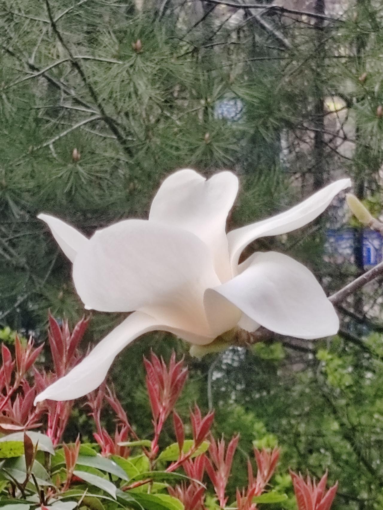 漫步于春日的大街小巷，去邂逅那些藏在角落里的花朵。粉白的杏花如云霞般轻盈，在微风