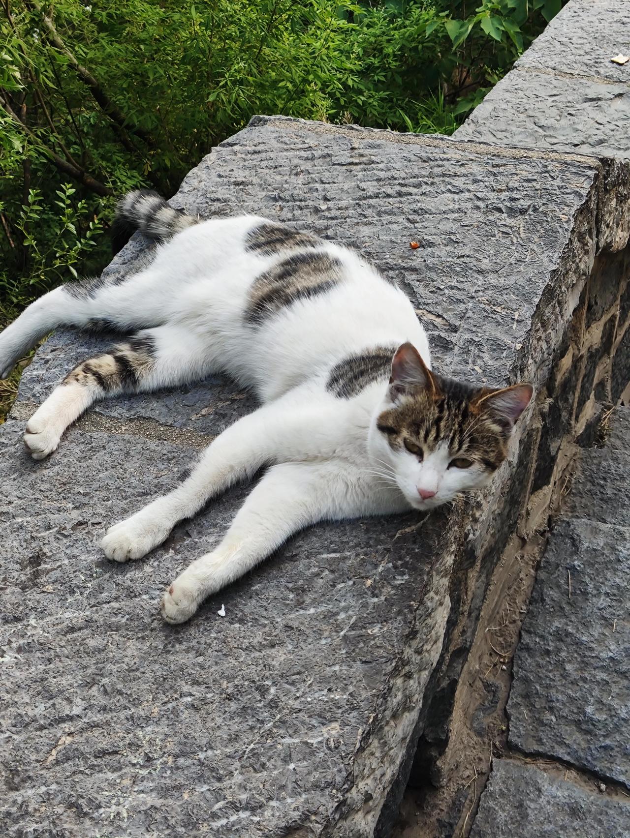 济南华山路上的小猫咪，简直萌化了我的心！上次路过那儿，就被一只橘猫吸引了。它胖嘟
