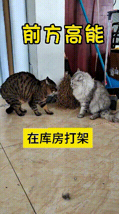 哎呀妈呀老铁快看！前方高能预警！俺家俩猫跑库房里头干架，那打得噼里扑噜老热闹了