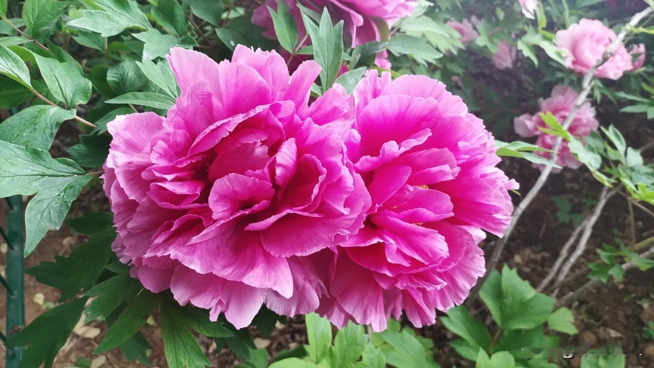 来洛阳了，牡丹引国人尽折腰，这两天感觉全国各地的人们都来洛阳了，吃了水席，逛了王