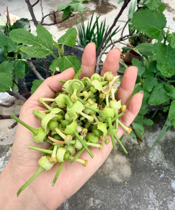 掐掉一大堆柚子BB，把那些没希望的直接扼杀在摇篮里。回头一看，土朱们居然都冒出