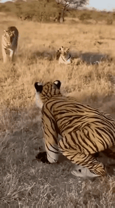 老虎：你这个老六，还敢假扮老虎，别以为穿上虎皮衣服就可以成为“森林之王”，看我怎