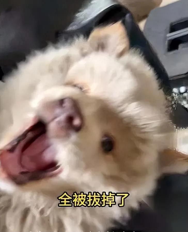 它才断奶，牙先没了。谁干的？我蹲下去那秒，小团子缩成毛球，浑身抖成筛子，