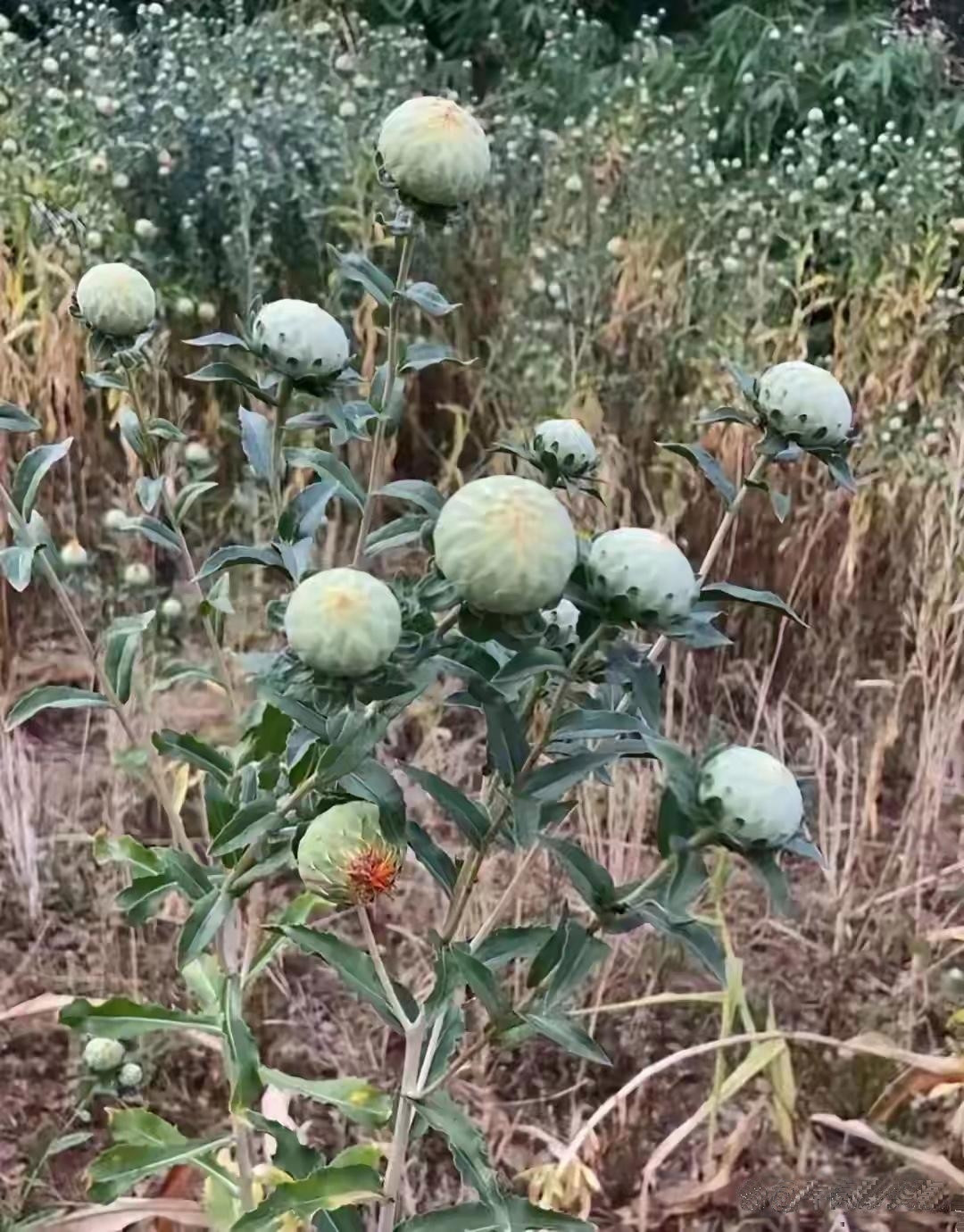 昨天去远嫁的闺蜜家玩，看到她家种了好多这种东西，老公非说是南瓜，看着也不完全像呀