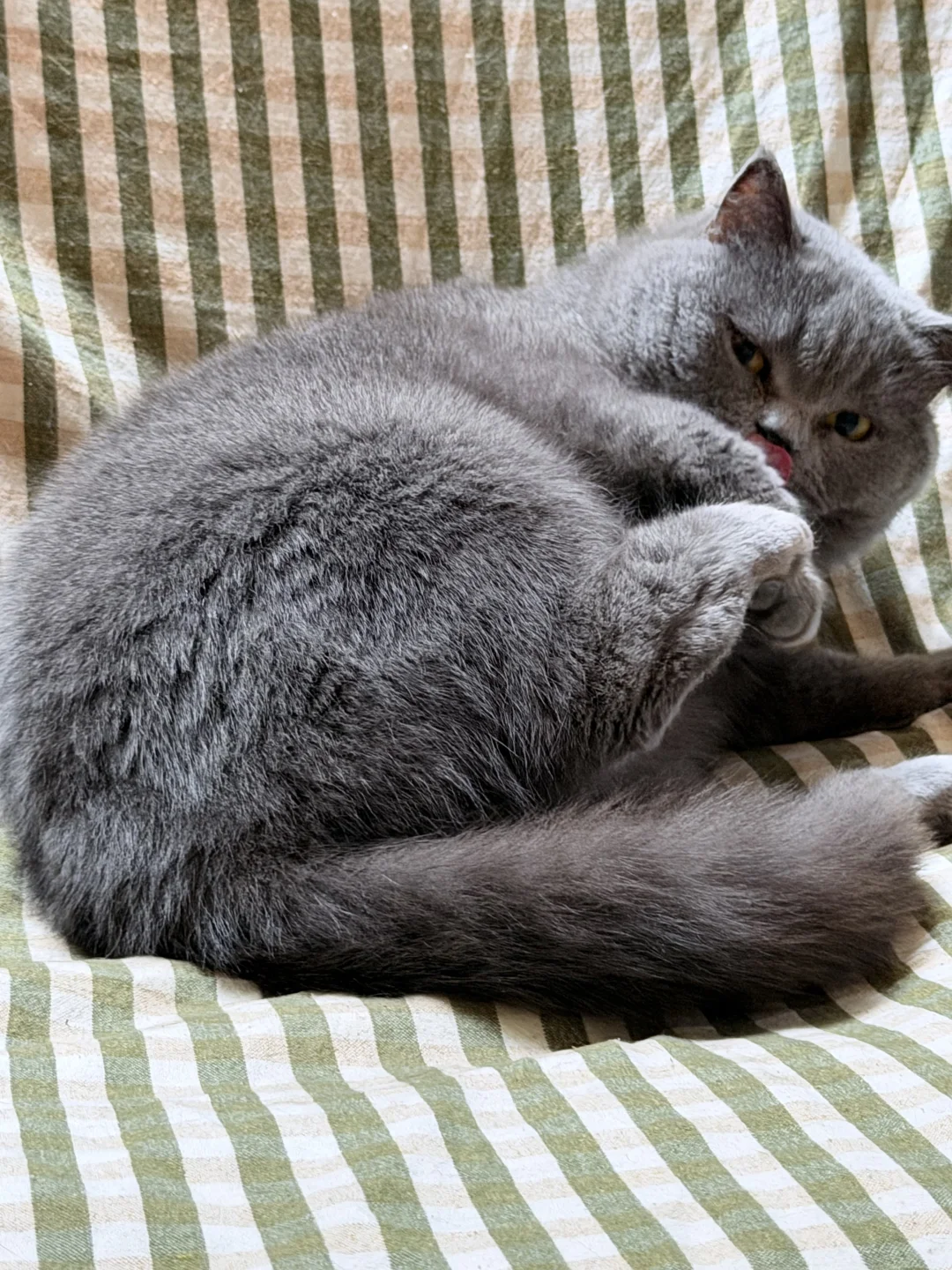 不知道 咪的姿势很曼妙～