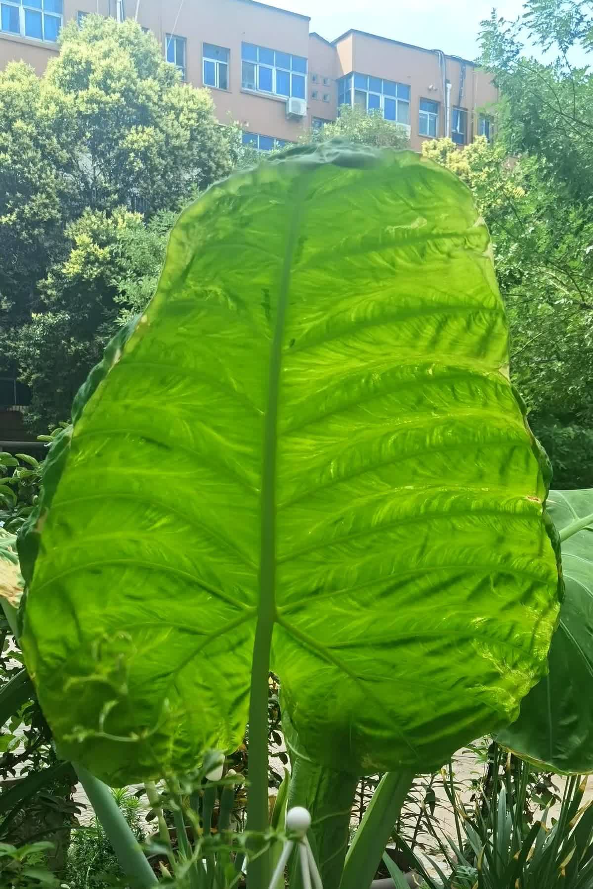 如果出生证上母亲一栏填写的是许敏，父亲一栏填写的是郭某宽，那这就是偷换的铁证！