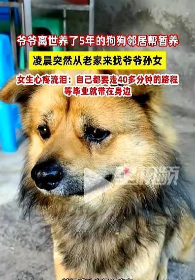 “万物皆有灵！”6月10日，四川自贡，一位老人猝然离世，家里养的小狗竟然凭记忆和