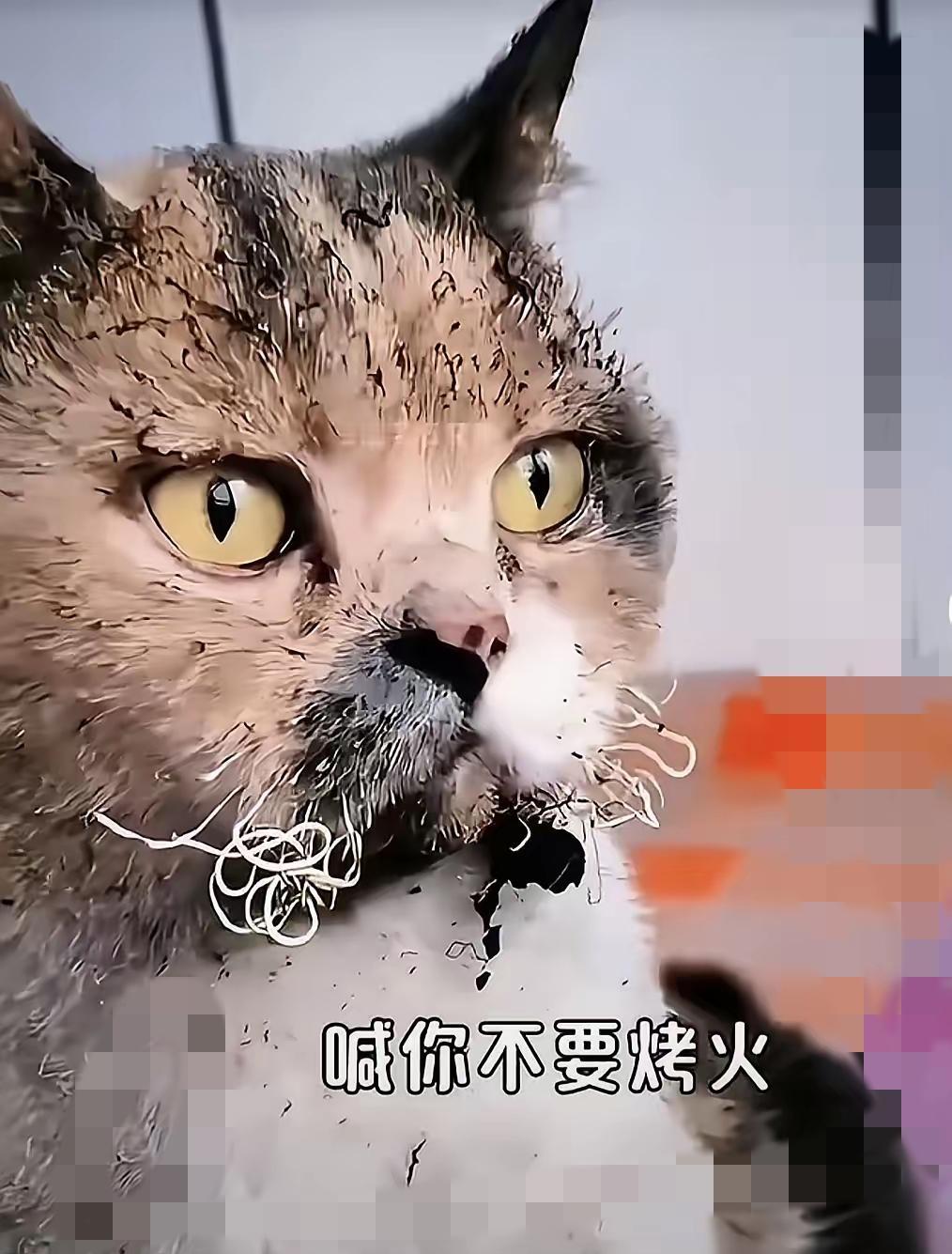 我妈急冲冲走出来对我喊:“你的宝贝炸毛了!”我头都没抬就应着,冬天