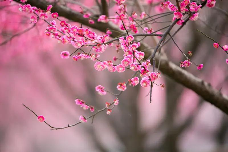 梅花在雪中开放时通常是有少量叶子的。像红梅就属于落叶小乔木，冬季开花，花朵多为红