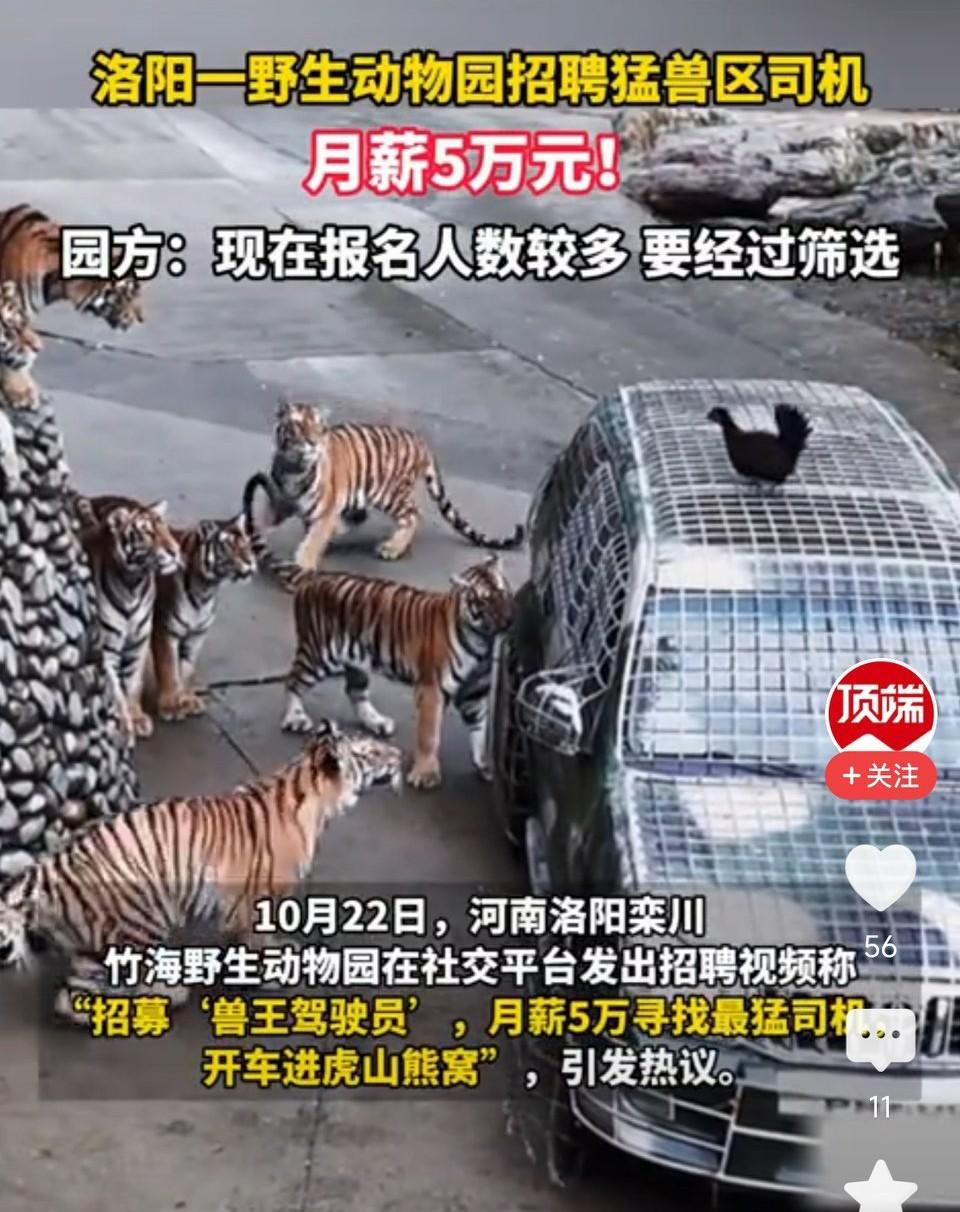 洛阳一野生动物园招聘猛兽区司机一名，月薪5万元！我想问一下，出事算工伤吗？有赔