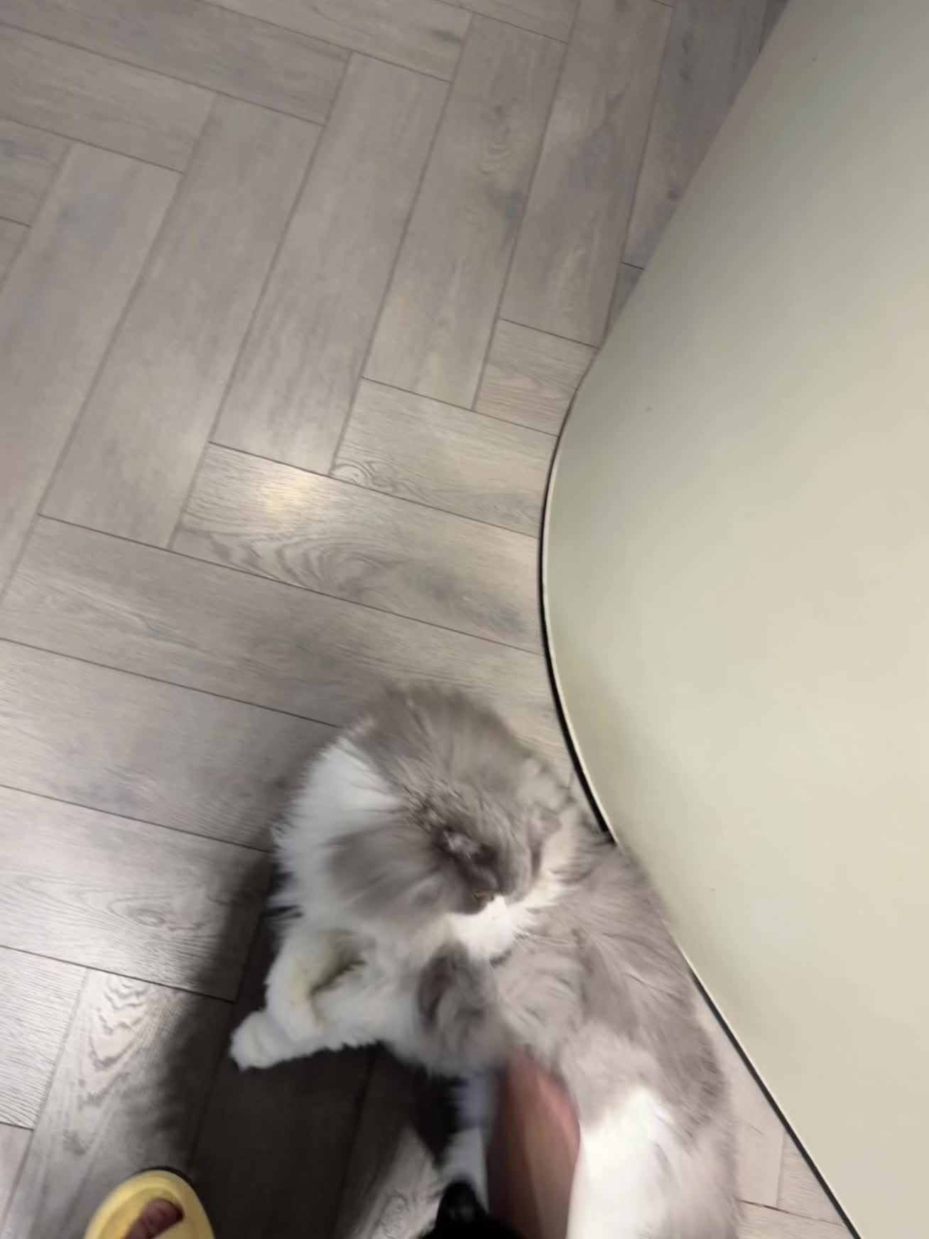 邪恶的小猫 瞬间两个洞