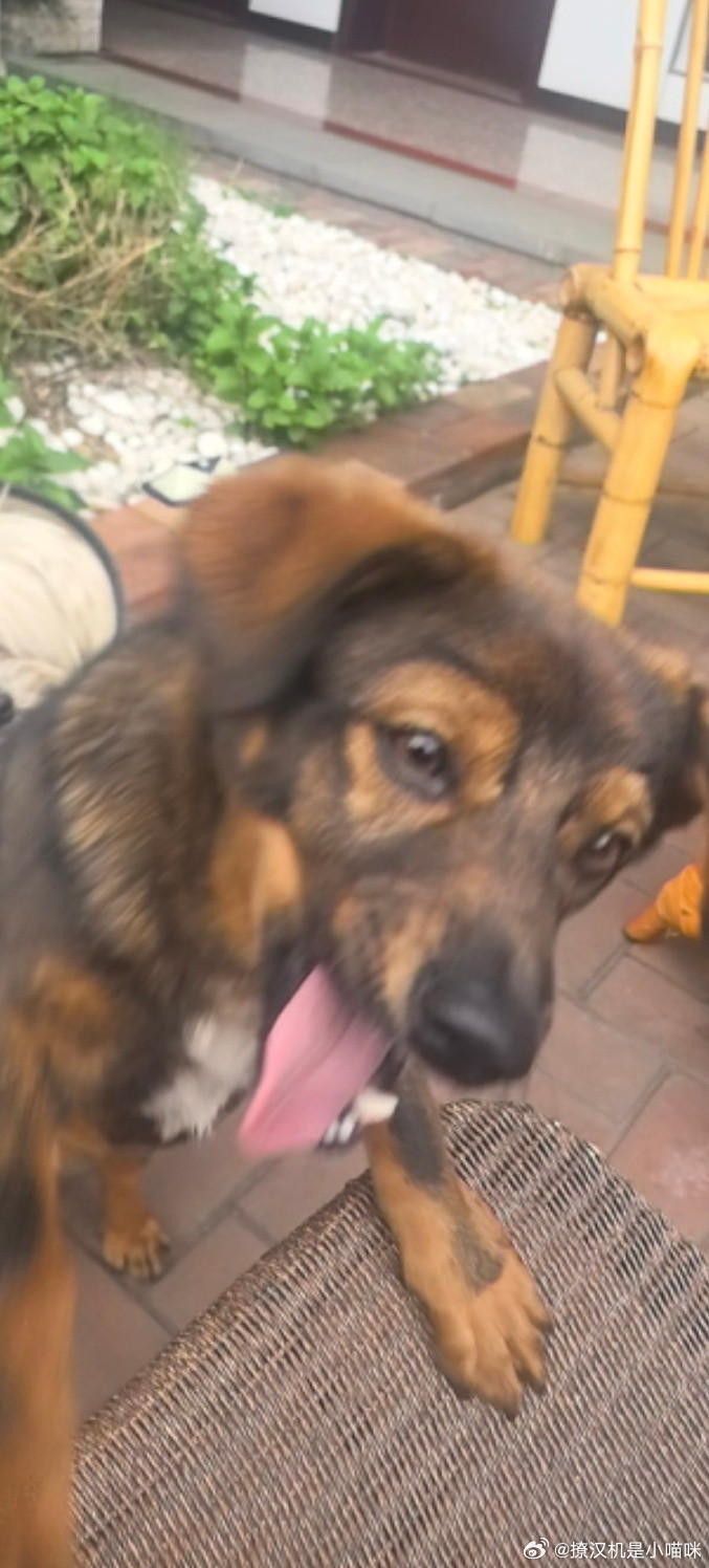 怎么感觉公司的狗要变异啊？？？？？越看越鬼畜，明明我一手带大，怎么这个德行？？？